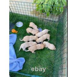 Puppy Dog Whelping Box Play Pen Folding Fence Door Gate Welping Pig Rails Cage